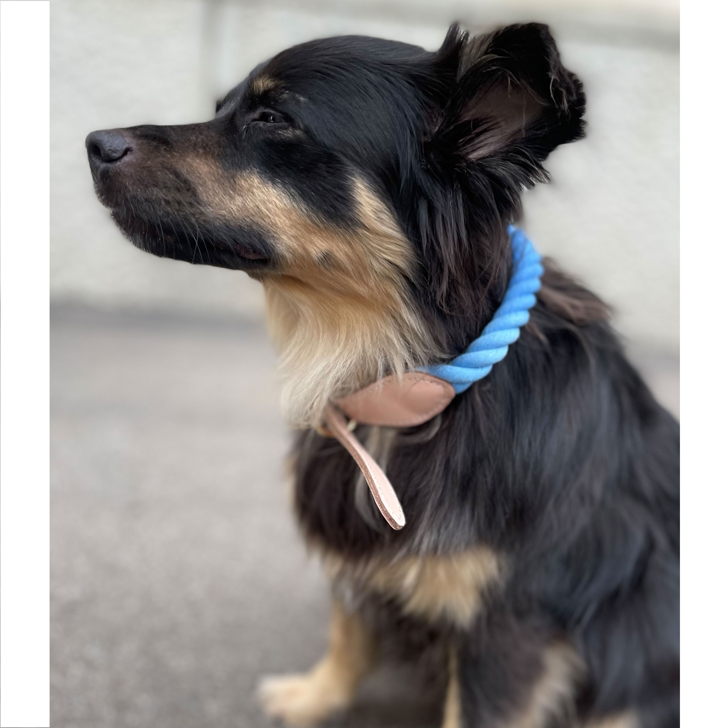 Goofy Hundehalsband Blau