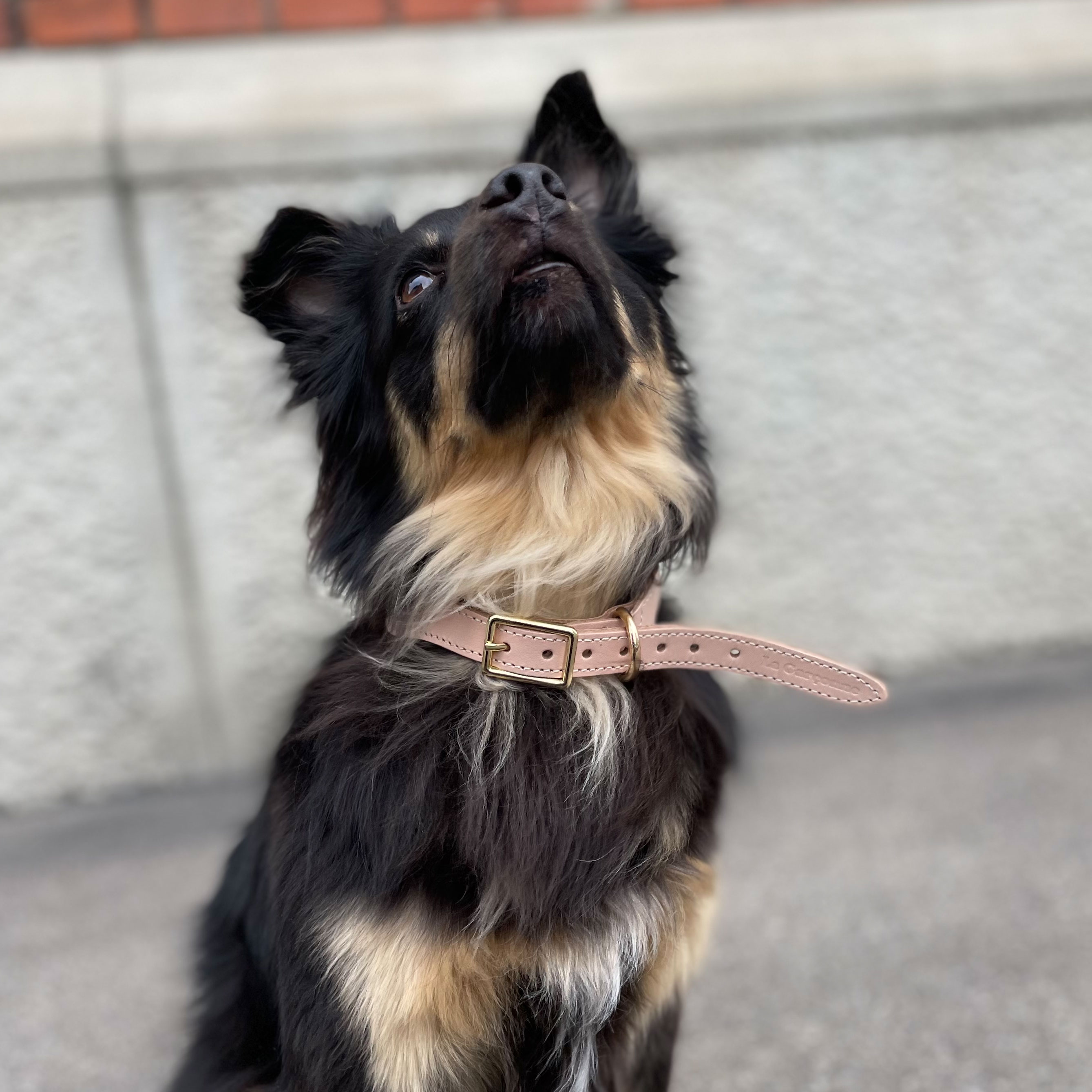 La Garçonne Accessoires Goofy Hundehalsband Blau