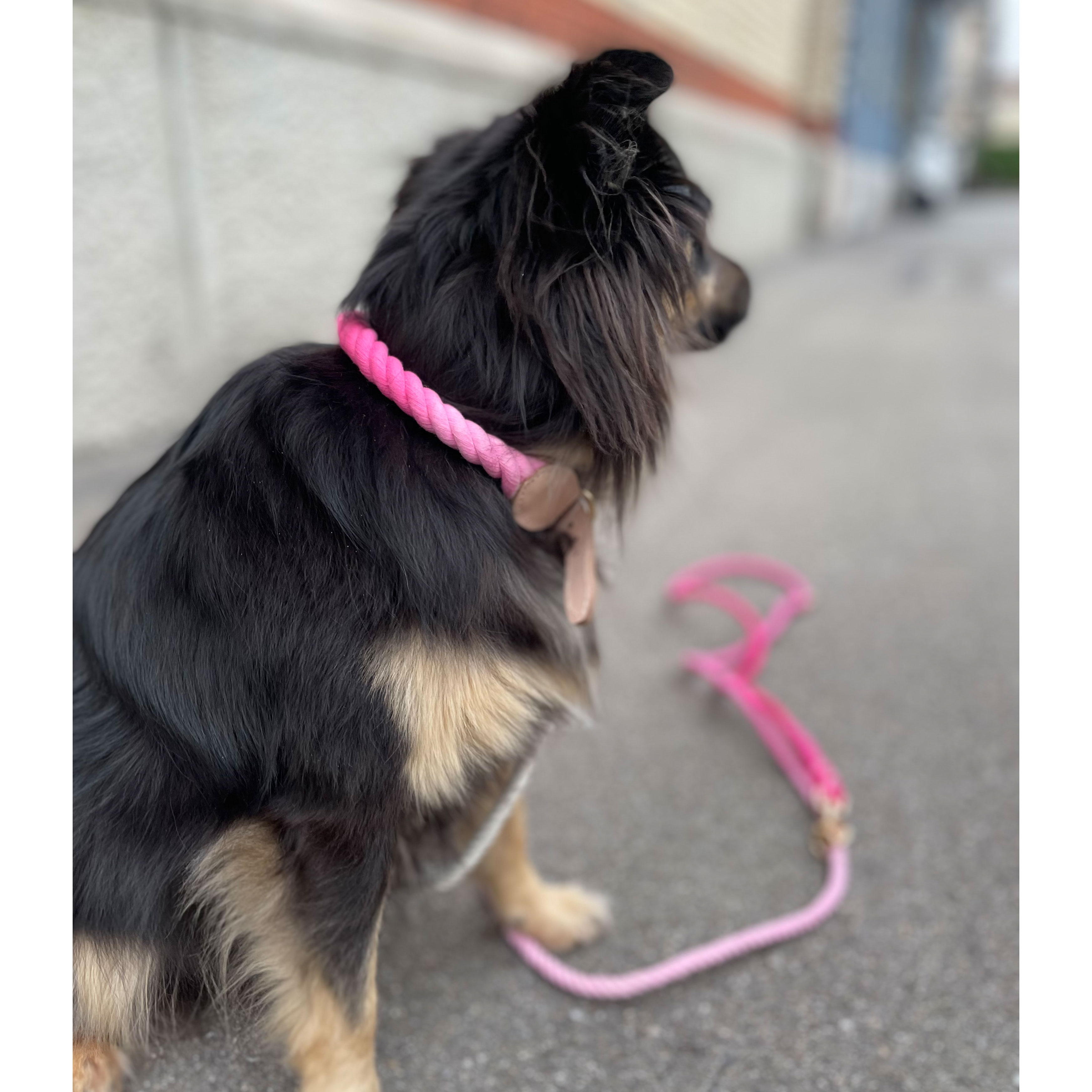 La Garçonne Accessoires Goofy La Garçonne Hundhalsband Pink Hunde Model seitlich