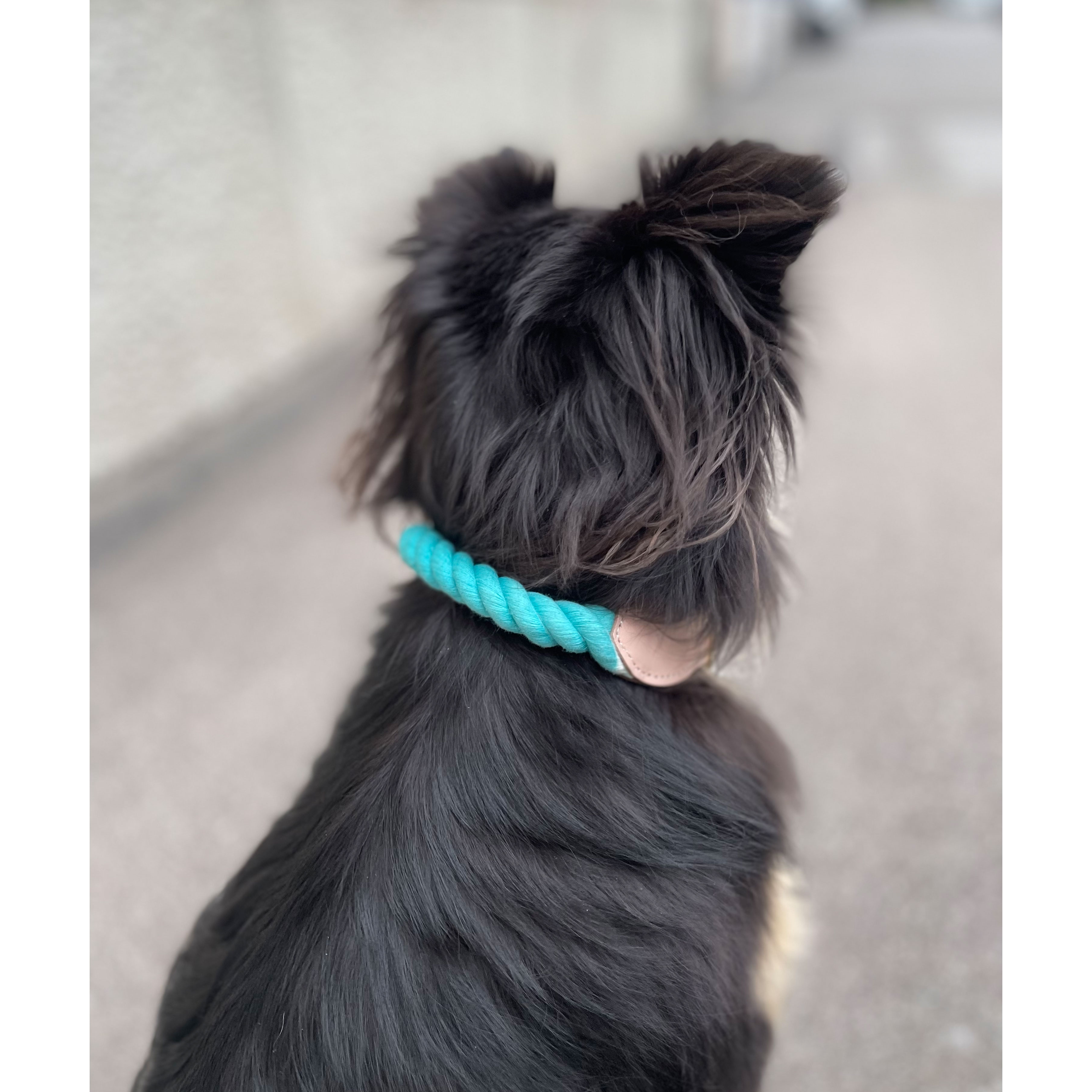 La Garçonne Accessoires Goofy Hundehalsband Türkis