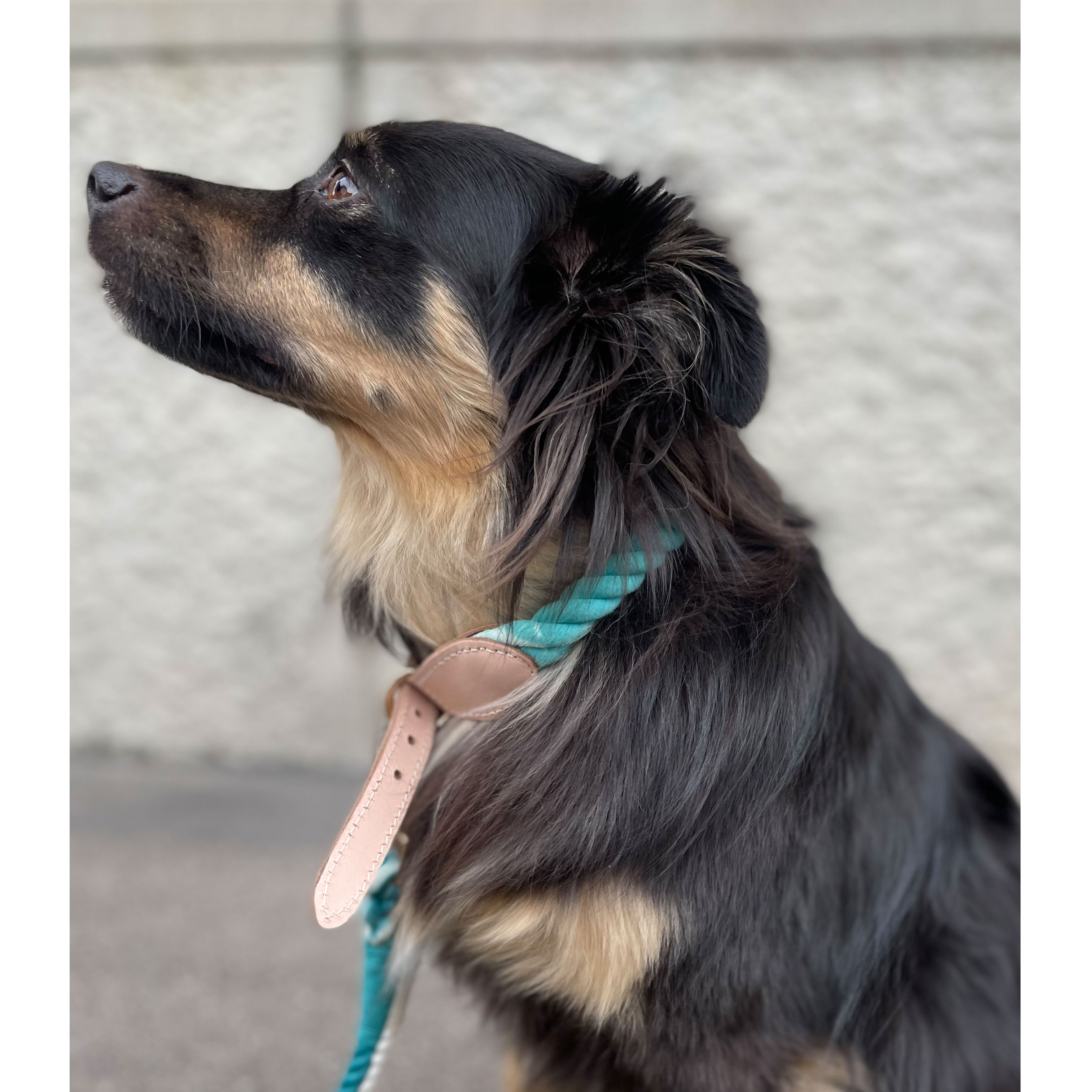 La Garçonne Accessoires Goofy Hundehalsband Türkis